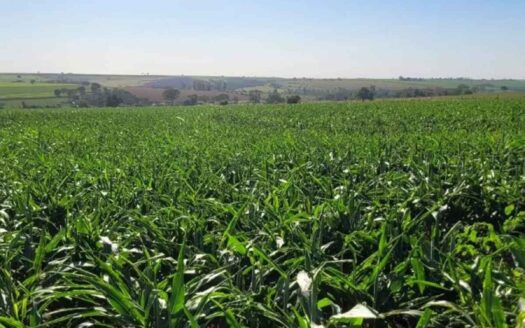 Sítio à venda com 6 alqueires – Bairro Goularte em Birigui